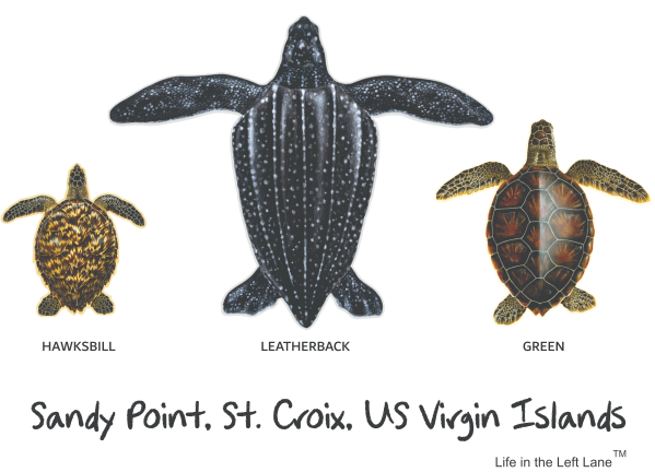 SANDY POINT TURTLES